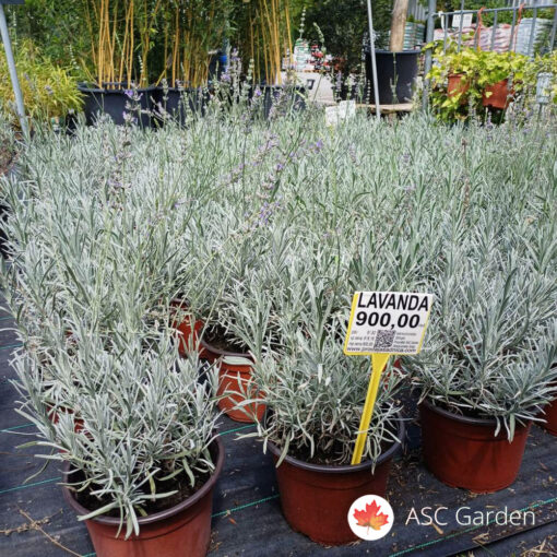 Lavanda angustifolia C5