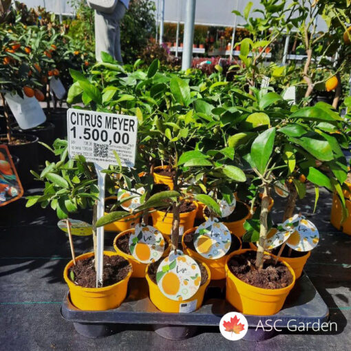 Sadnice limuna Citrus meyer