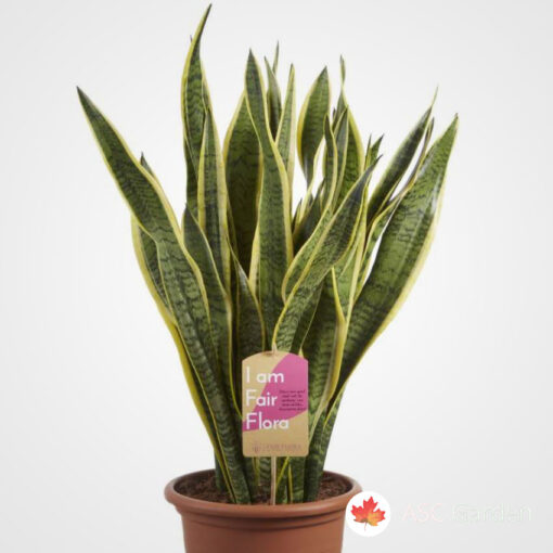 Sansevieria trifasciata