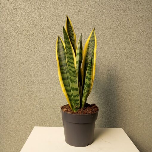 Sansevieria trifasciata Laurentii 60 cm