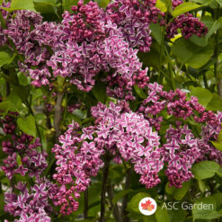 Šareni jorgovan kalemljeni