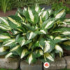 Šatirana hosta