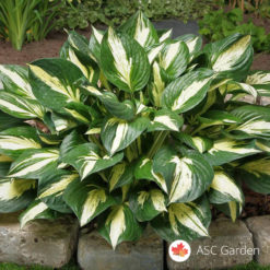 Šatirana hosta