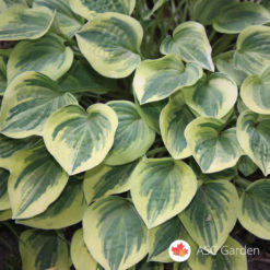 Šatirana hosta