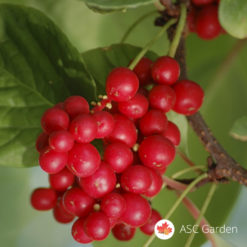 Schisandra chinensis - Šisandra