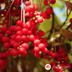 Schisandra chinensis - Šisandra