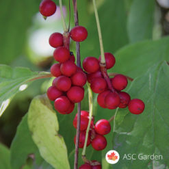 Schisandra chinensis - Šisandra