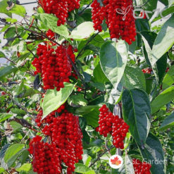 Schisandra chinensis - Šisandra