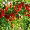 Schisandra chinensis - Šisandra