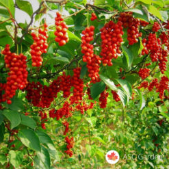 Schisandra chinensis - Šisandra