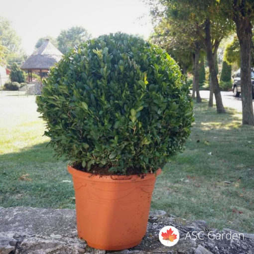 Okrugli šimšir fi 40 cm