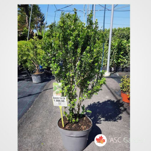 Buxus - šimšir žbunasti visine 100 cm -NEMA NA STANJU