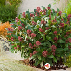 Skimmia japonica Rubella