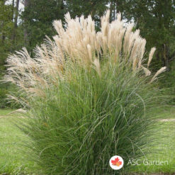 Slonova trava Miscanthus sinensis Floridulus