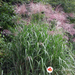 Slonova trava Miscanthus sinensis Floridulus