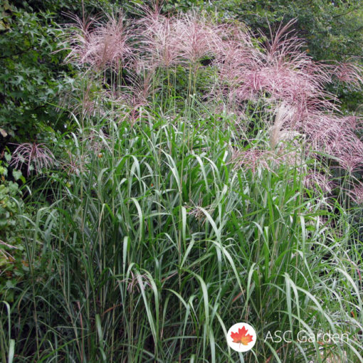 Slonova trava Miscanthus sinensis Floridulus