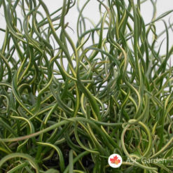 Spiralna trava Juncus Twister