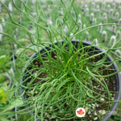 Spiralna trava Juncus Twister