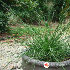 Spiralna trava Juncus Twister