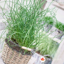 Spiralna trava Juncus Twister