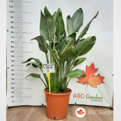 Strelitzia reginae 140-150 cm