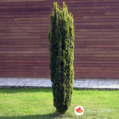 Stubasta tisa Taxus Baccata Fastigiata