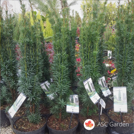 Taxus media Hilli 60-70 cm