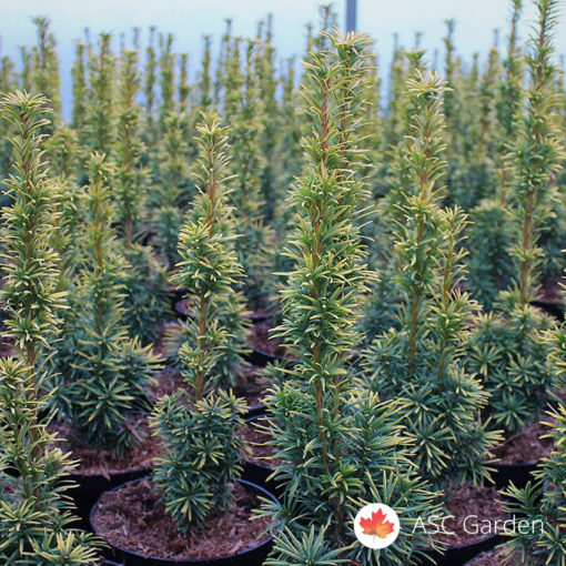 Taxus baccata Tisa