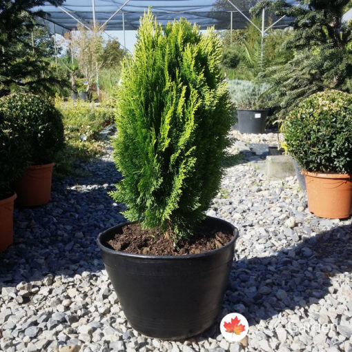 Thuja Aurea nana 60-70 cm -NEMA NA STANJU