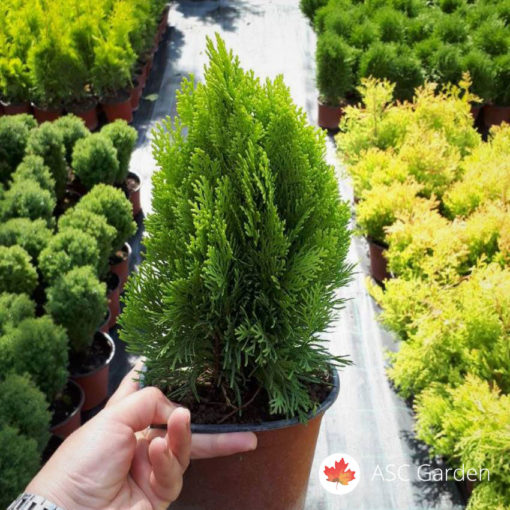 Thuja Aurea nana 20 cm