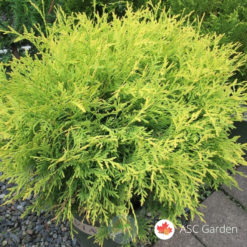 thuja golden globe