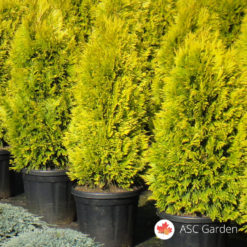 Thuja Occidentalis Golden Smaragd