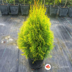 Thuja Occidentalis Golden Smaragd