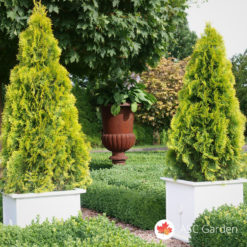 Thuja Occidentalis Golden Smaragd