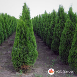 Tuja smaragd - Thuja occidentalis smaragd