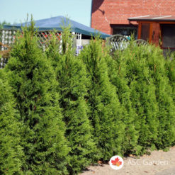Tuja smaragd - Thuja occidentalis smaragd