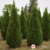 Tuja smaragd - Thuja occidentalis smaragd