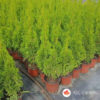 thuja-smaragd