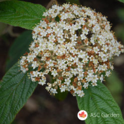 Viburnum rhytidophyllum udika