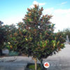 Zimzelena magnolija - Magnolia grandiflora