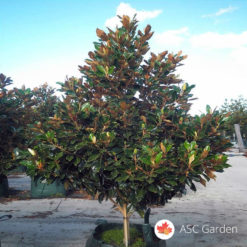 Zimzelena magnolija - Magnolia grandiflora