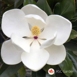 Zimzelena magnolija - Magnolia grandiflora