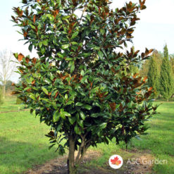 Zimzelena magnolija - Magnolia grandiflora