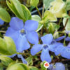 Zimzelenika Vinca minor Variegata