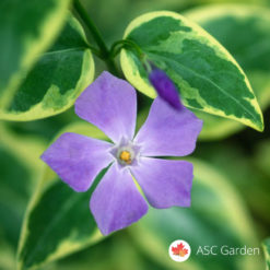 Zimzelenika Vinca minor Variegata