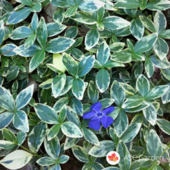 Zimzelenika Vinca minor Variegata