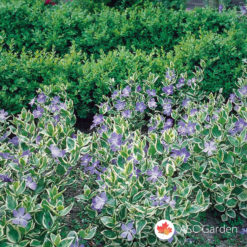 Zimzelenika Vinca minor Variegata