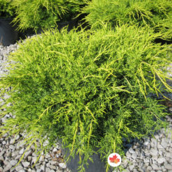 Zlatna polegla kleka Juniperus old gold