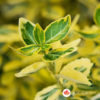 Zlatni evonimus Euonymus fortunei Emerald 'n' Gold
