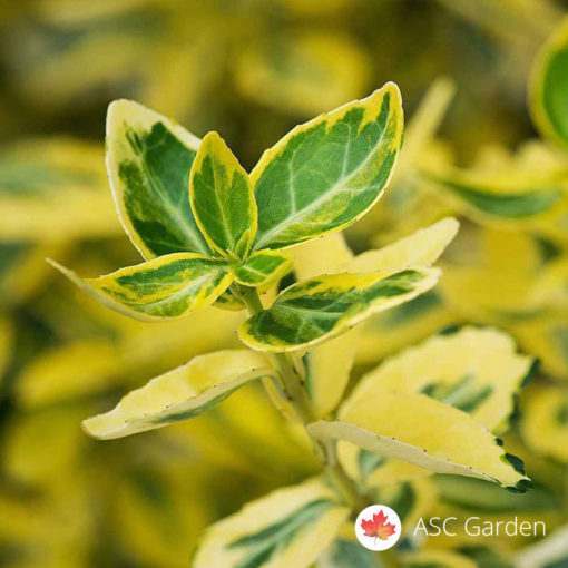 Zlatni evonimus Euonymus fortunei Emerald 'n' Gold